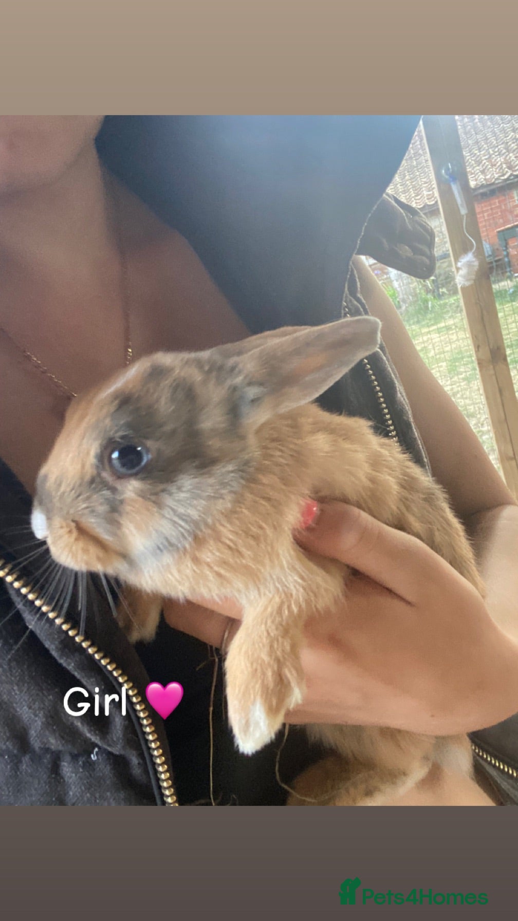 Mixed Breed rabbits Gorgeous litter mixed breed - Advert 22