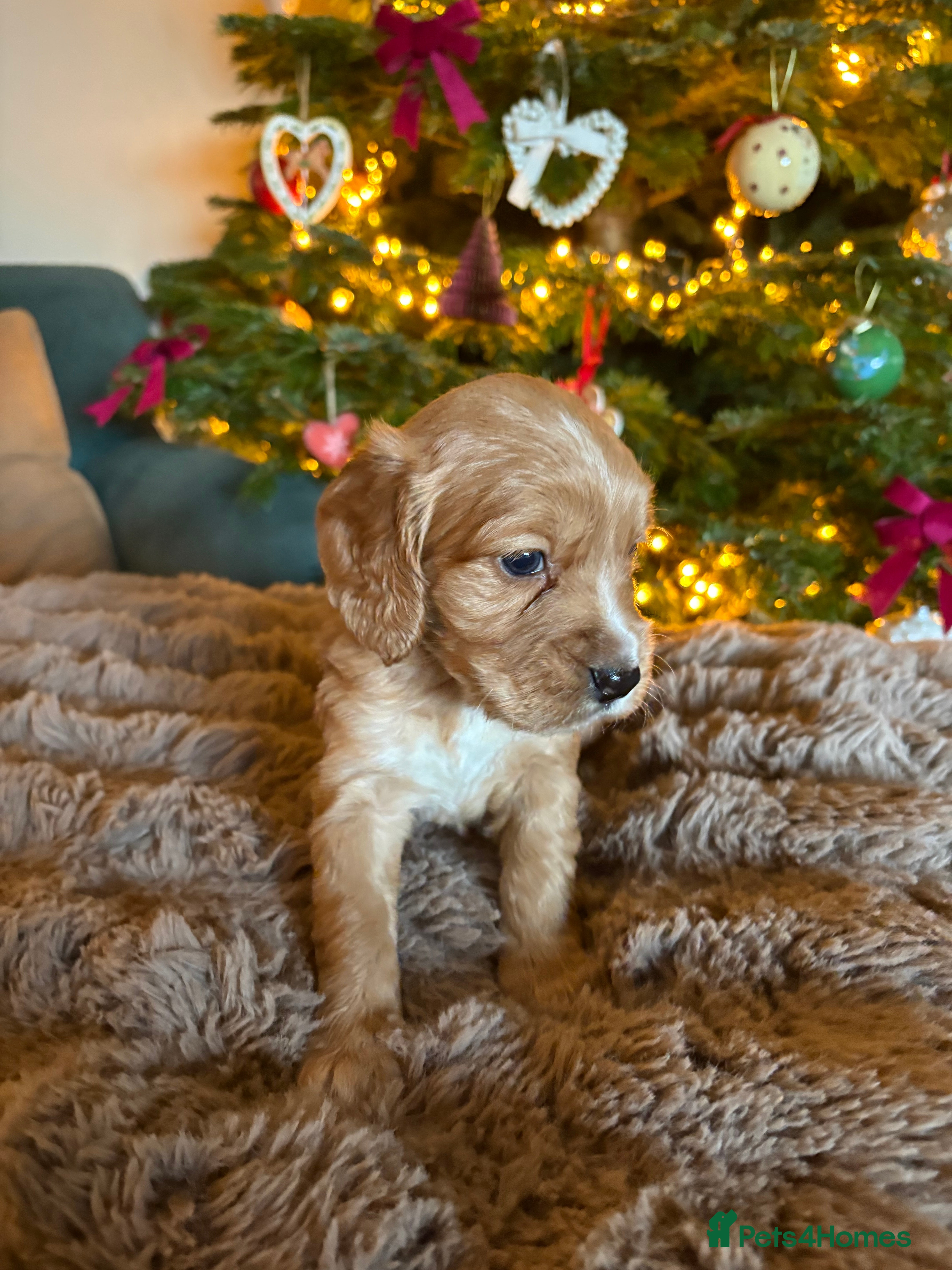 Cocker Spaniel dogs Beautiful KC reg working cocker spaniel puppies - Advert 10