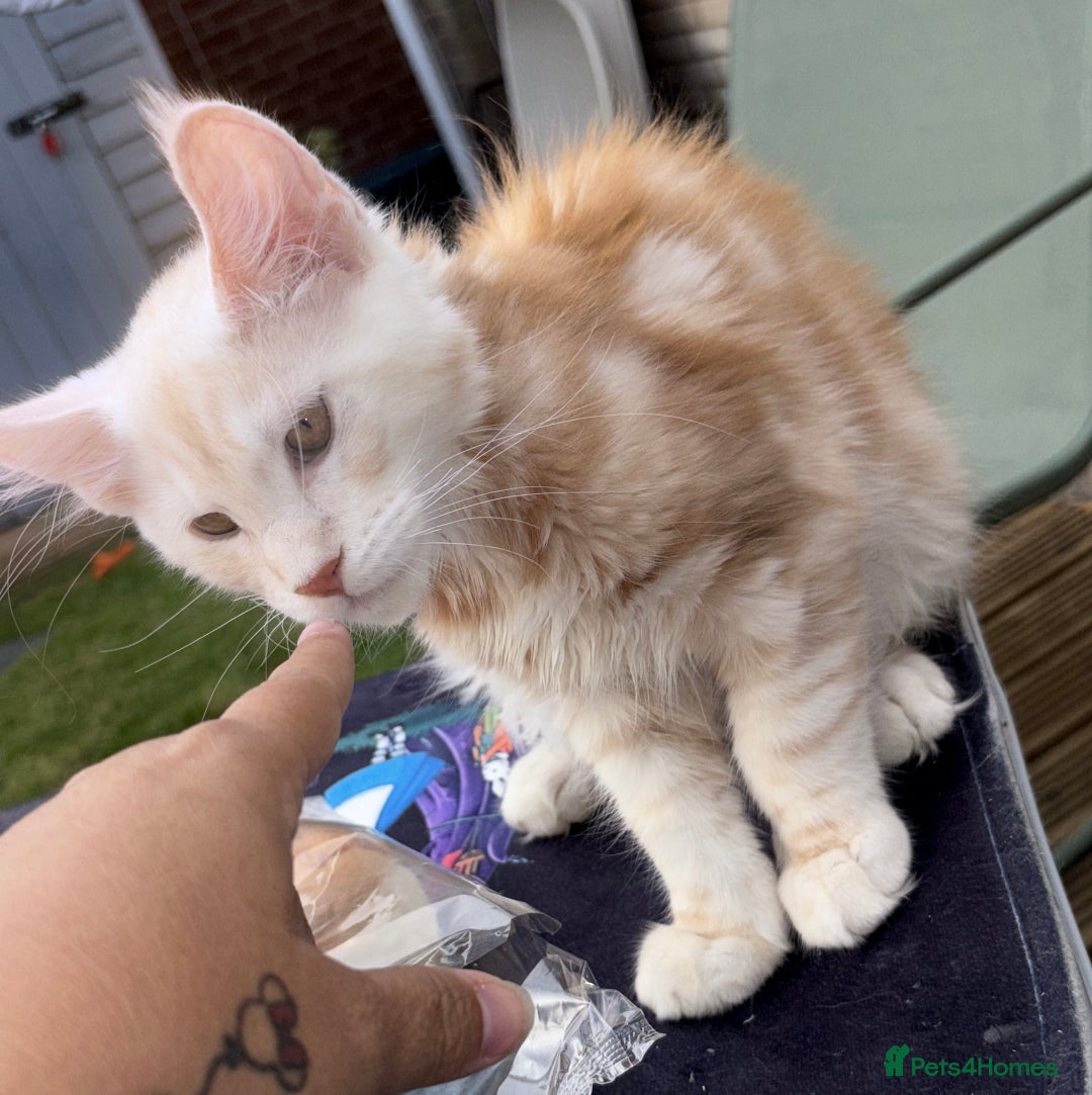 Maine Coon cats for sale: Perfect red cream boy  - Image 12
