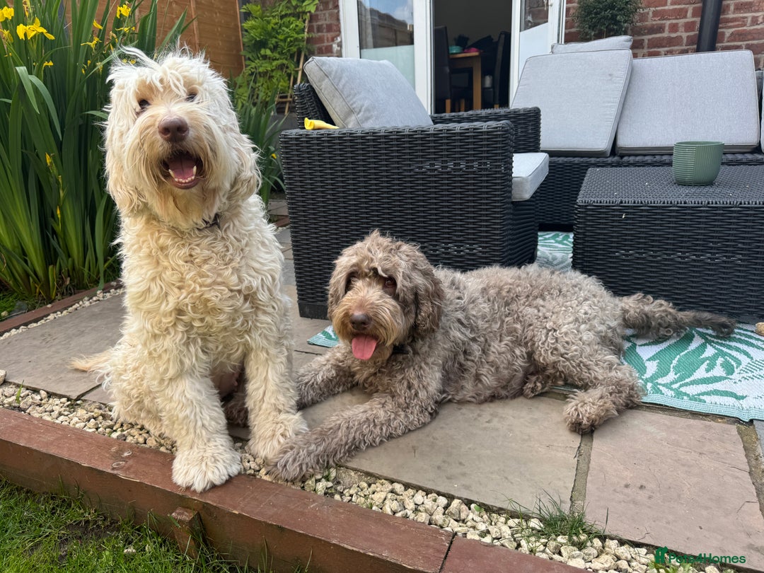 Labradoodle dogs for sale: Labradoodle 12th+ generation  - Image 20