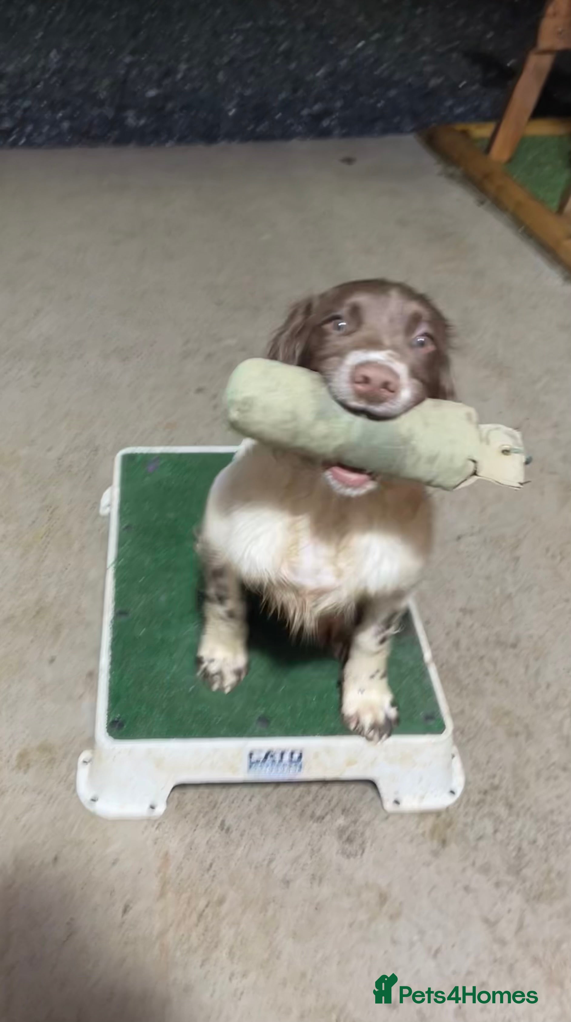 English Springer Spaniel dogs Talented Young Gundog  - Advert 8