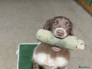 English Springer Spaniel dogs Talented Young Gundog - Advert 1