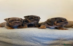 English Bulldog dogs for sale: Stunning KC Registered English Bulldog Puppies - Image 3