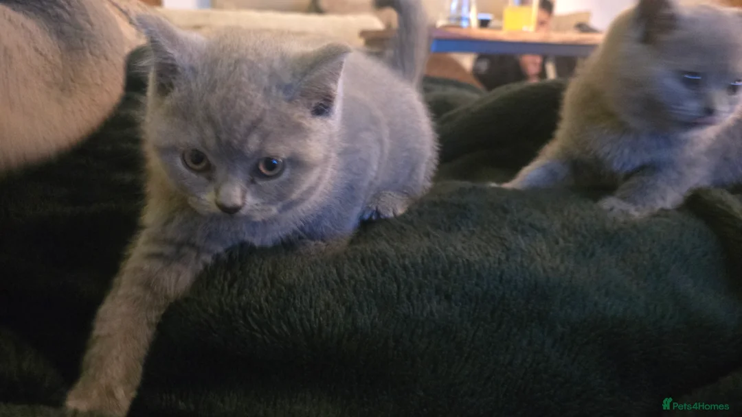 British Shorthair cats for sale: 6 british short hair ready to go  - Advert 16