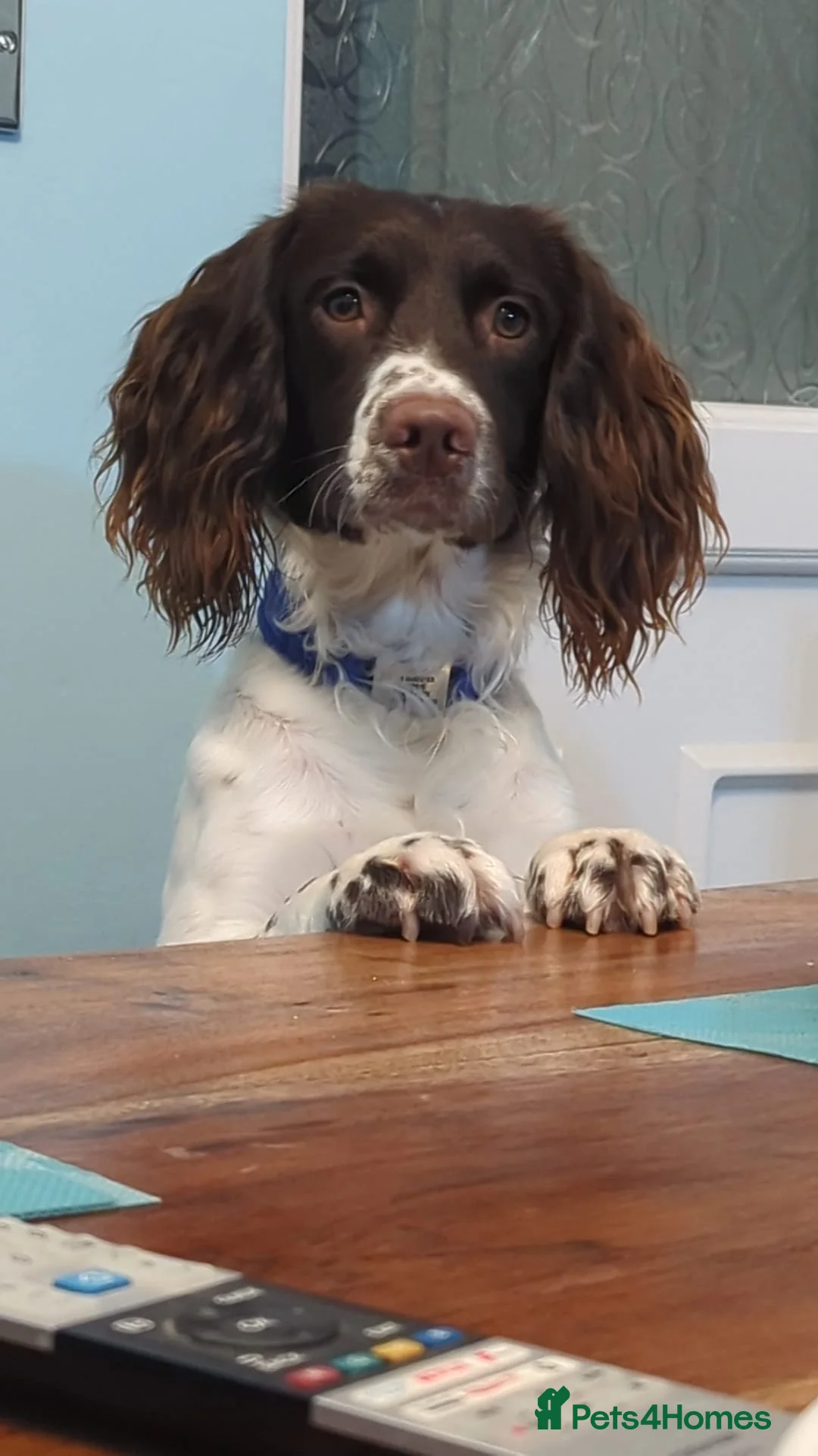 English Springer Spaniel dogs for stud: STUD  - Advert 2