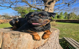 Rottweiler dogs for stud: ROTTWEILER FOR STUD - Image 4