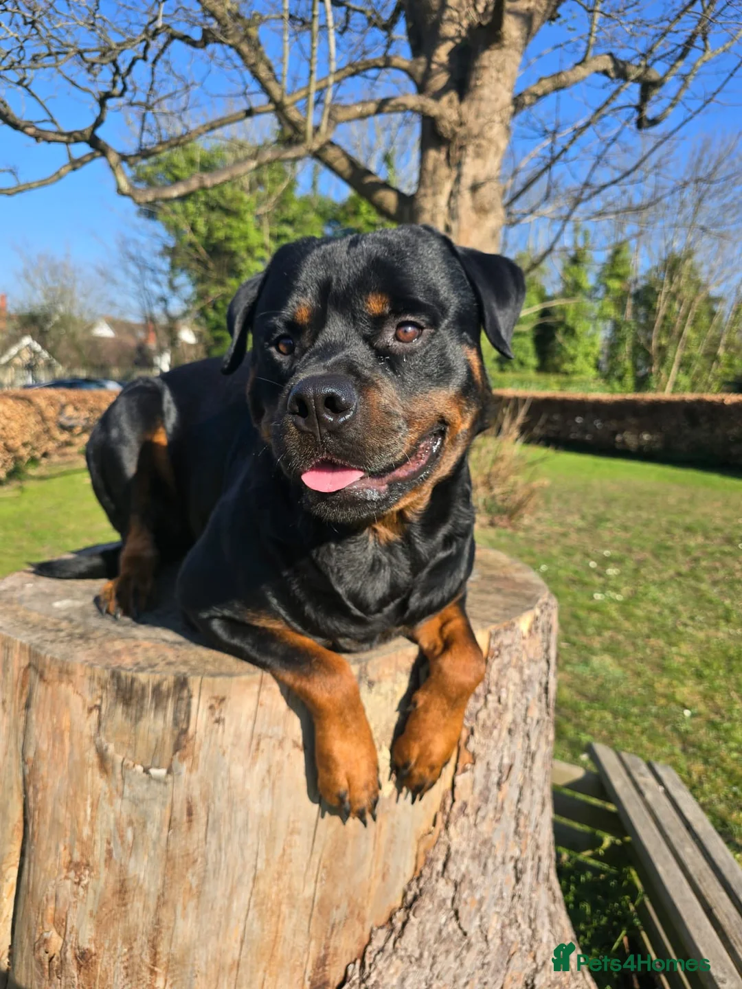 Rottweiler dogs for stud: ROTTWEILER FOR STUD - Advert 4