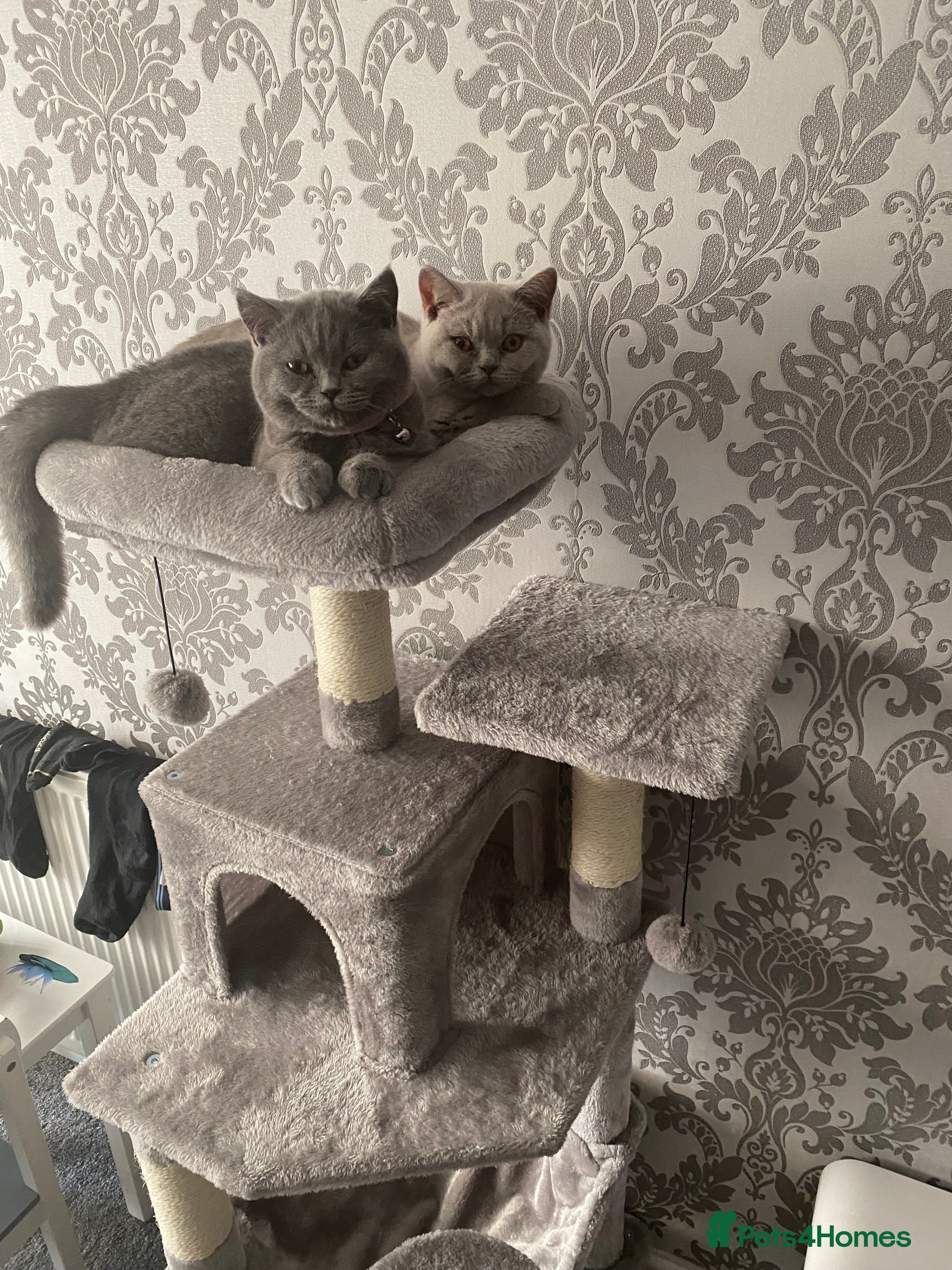 British Shorthair cats Active British shorthair cat - Advert 1