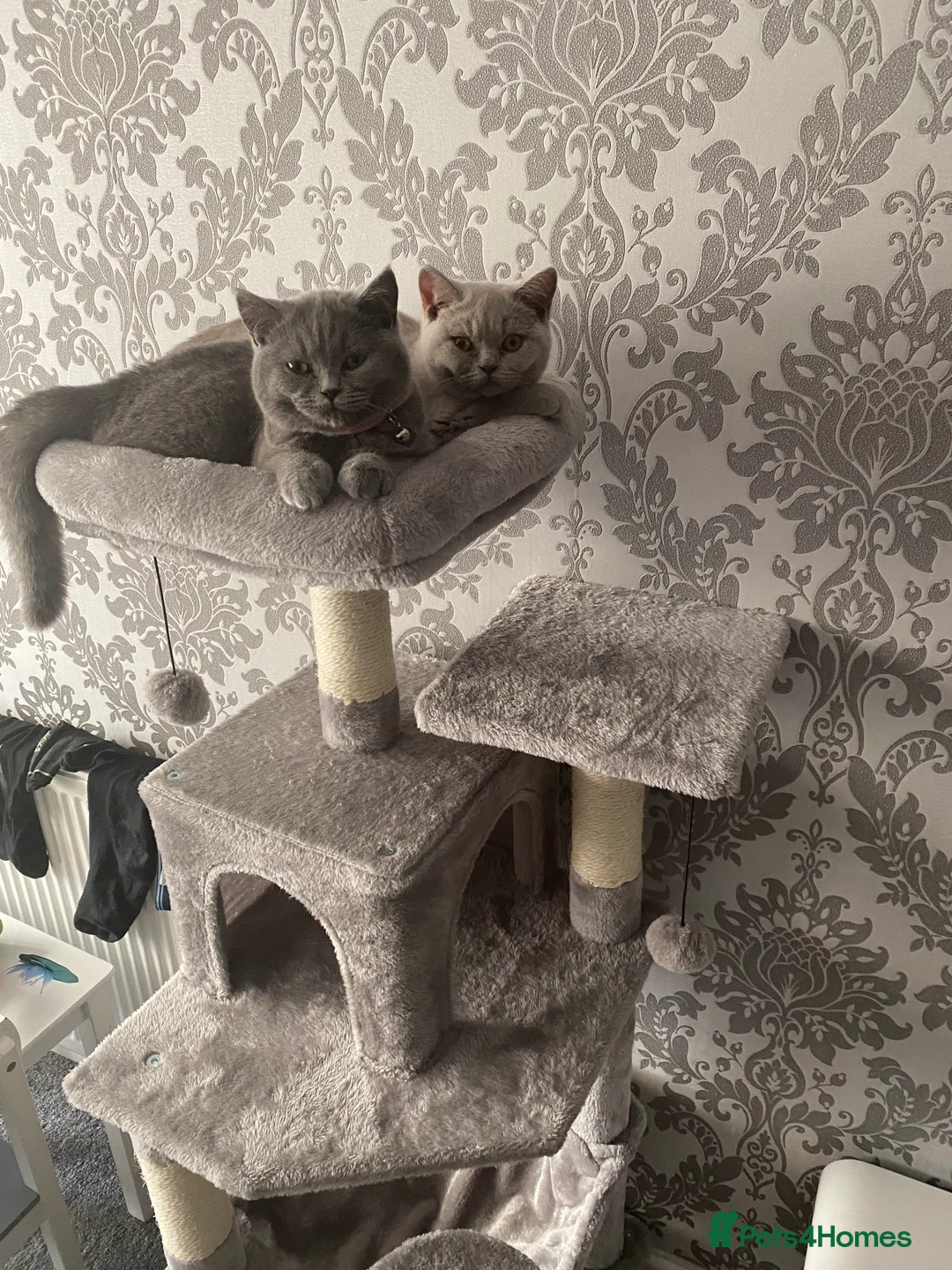 British Shorthair cats for sale: Active British shorthair cat - Advert 1