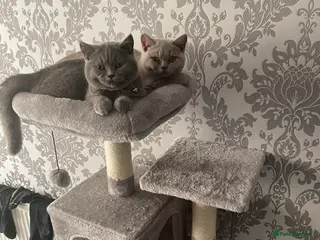 British Shorthair cats Active British shorthair cat - Advert 1