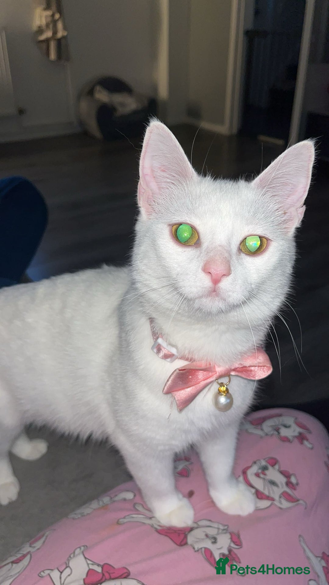 Domestic Shorthair cats for sale: Kittens  - Image 5