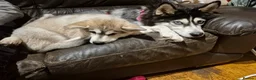 Alaskan Malamute dogs for sale: Alaskan Malamute x Siberian Husky Fluffy Puppy - Advert 10
