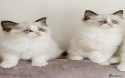 Ragdoll cats for stud: GCCF RAGDOLL STUD CHUNKY BIG BOY MILTON KEYNES in Milton Keynes - Image 12