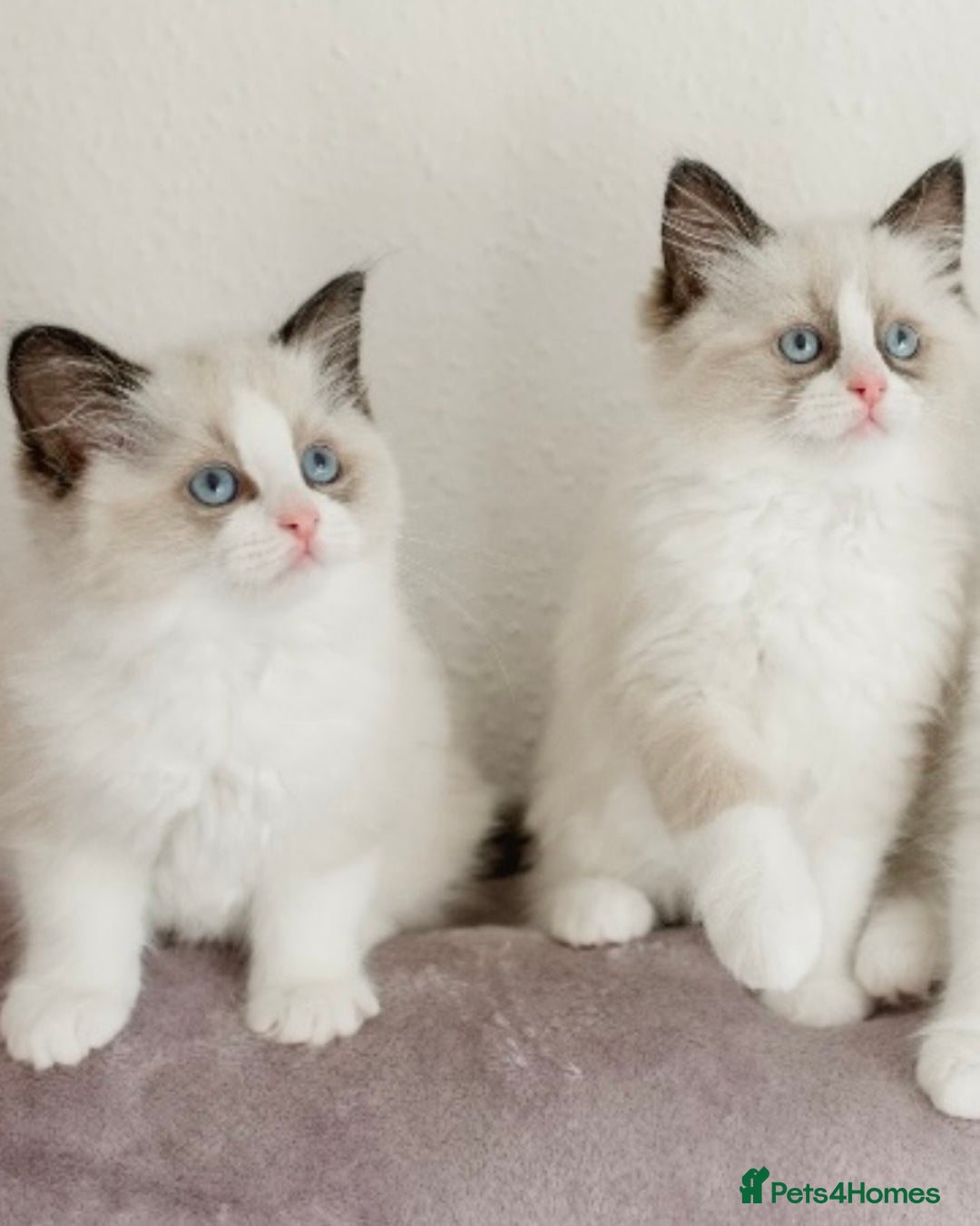Ragdoll cats for stud: GCCF RAGDOLL STUD CHUNKY BIG BOY MILTON KEYNES in Milton Keynes - Image 12