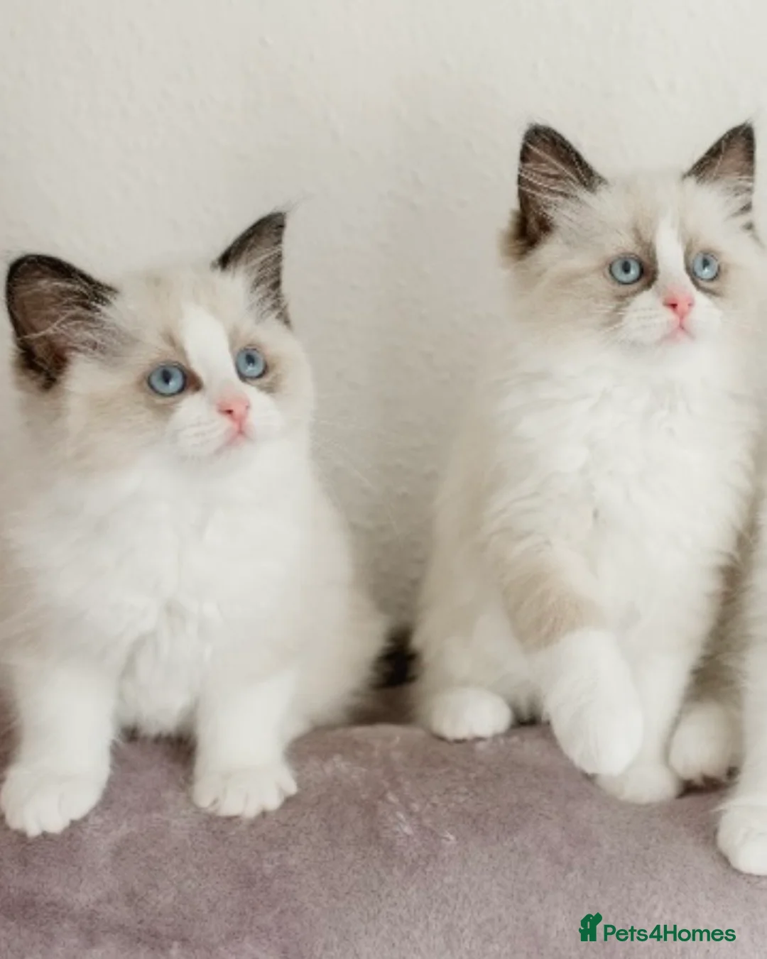 Ragdoll cats for stud: RAGDOLL GCCF STUD CHUNKY BIG BOY MILTON KEYNES in Milton Keynes - Advert 12