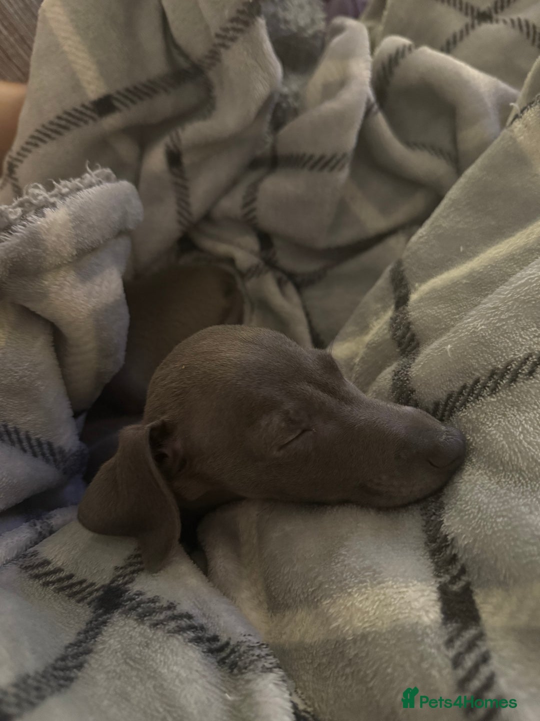 Italian Greyhound dogs for sale: In need of a new loving home🩵  - Advert 9