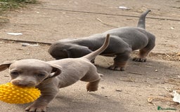Miniature Dachshund dogs for sale: Beautiful Isabella dachshund puppies - Image 29