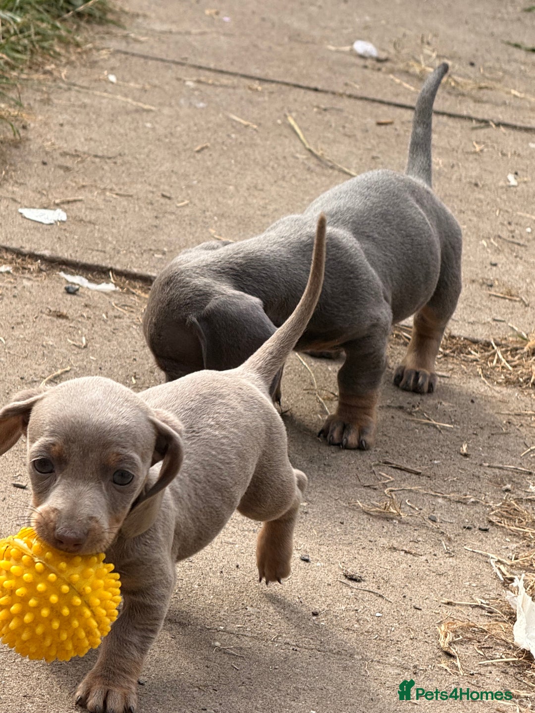 Miniature Dachshund dogs for sale: Beautiful Isabella dachshund puppies - Image 29