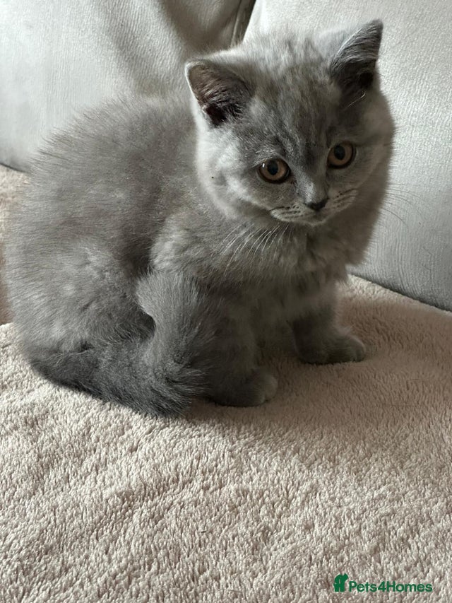 Beautiful 14 Week Old British Shorthair Kitten for sale in Rugby ...