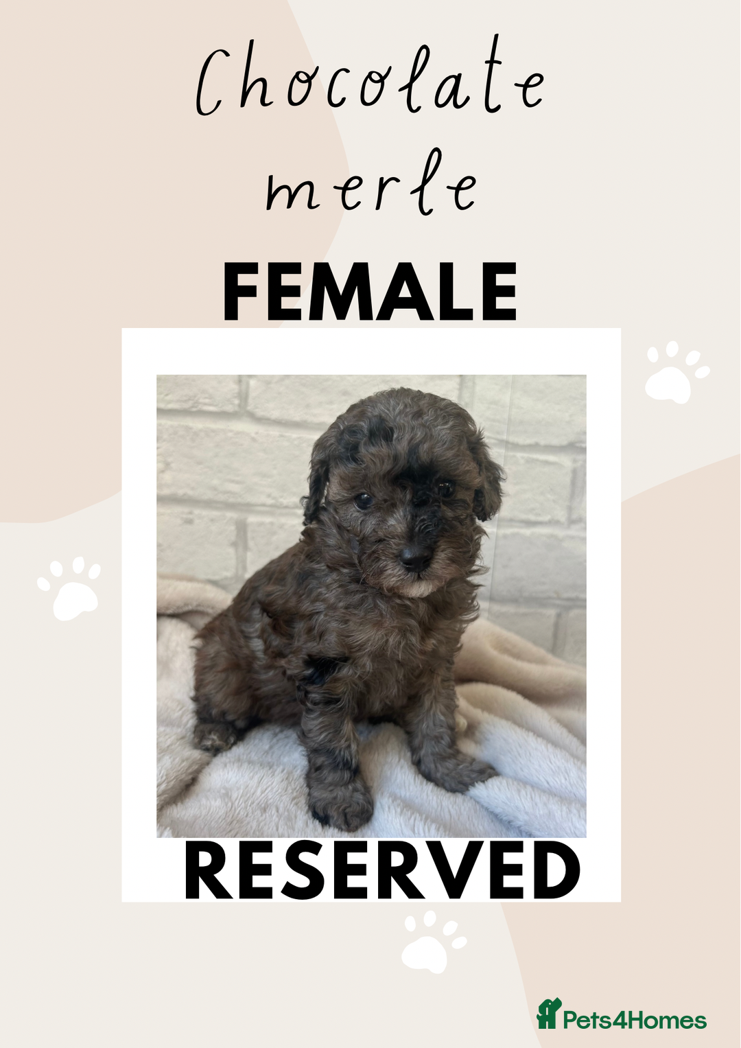 Toy Poodle dogs for sale: Adorable Toy Poodle Puppies READY TO GO! - Advert 4