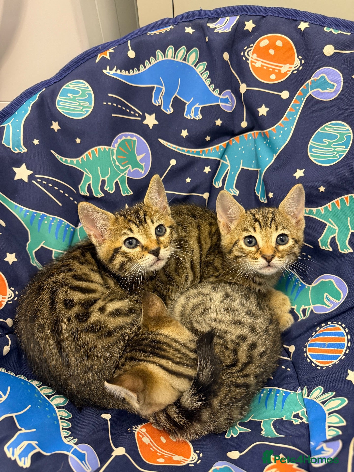 Bengal cats Beautiful Bengal x kittens  - Advert 15