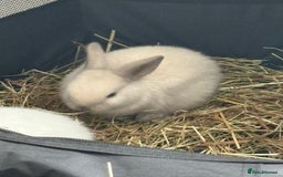 Dwarf Lop rabbits for sale: Dwarf lop fluffy baby bunnies - Image 19