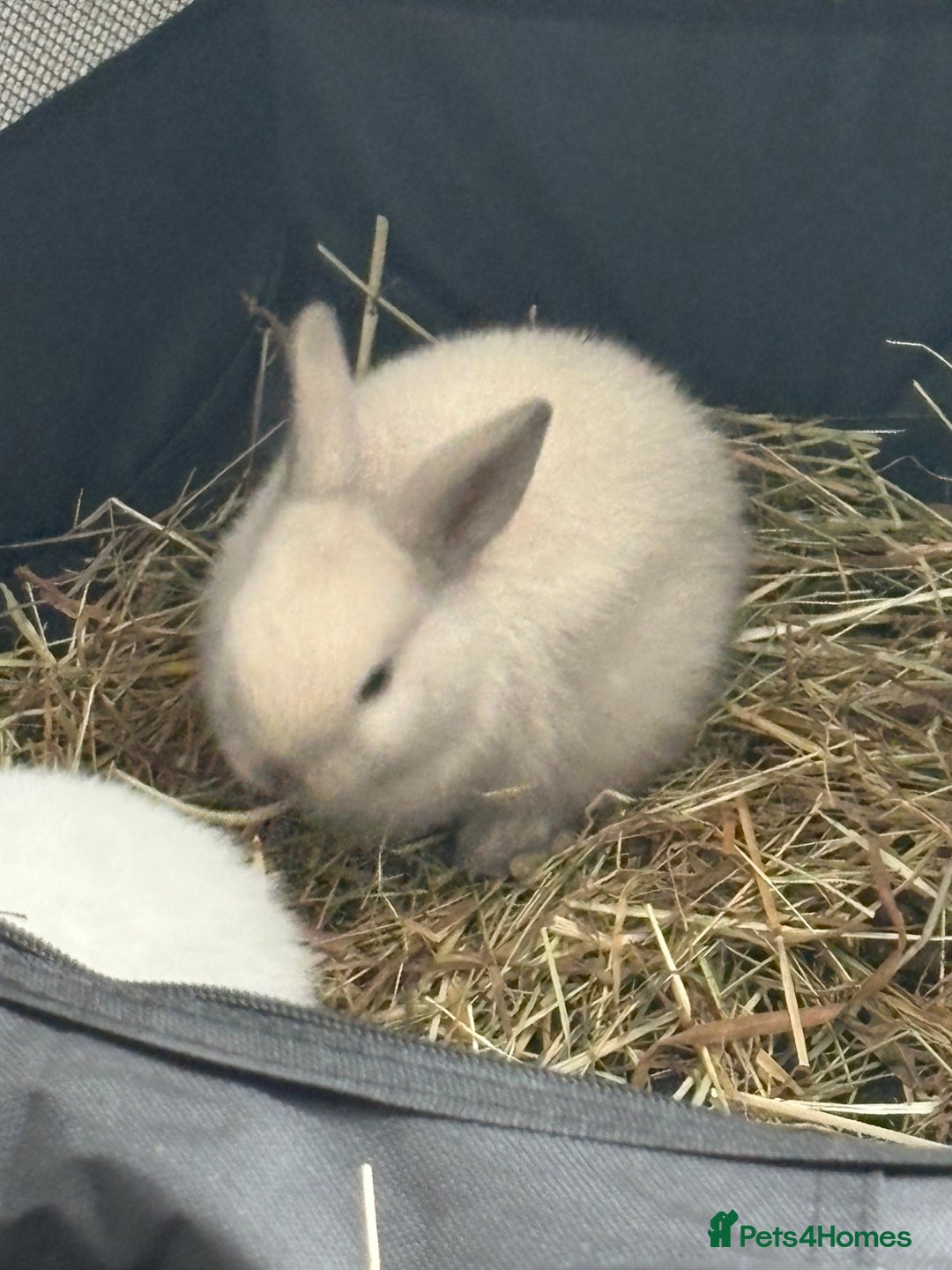 Dwarf Lop rabbits for sale: Dwarf lop fluffy baby bunnies - Image 19