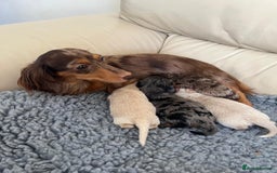 Miniature Dachshund dogs for sale: Miniature dachshunds  - Image 9