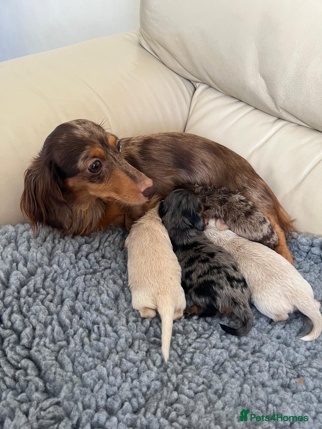 Miniature Dachshund dogs for sale: Miniature dachshunds  - Image 9