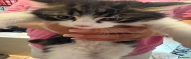 British Longhair 1