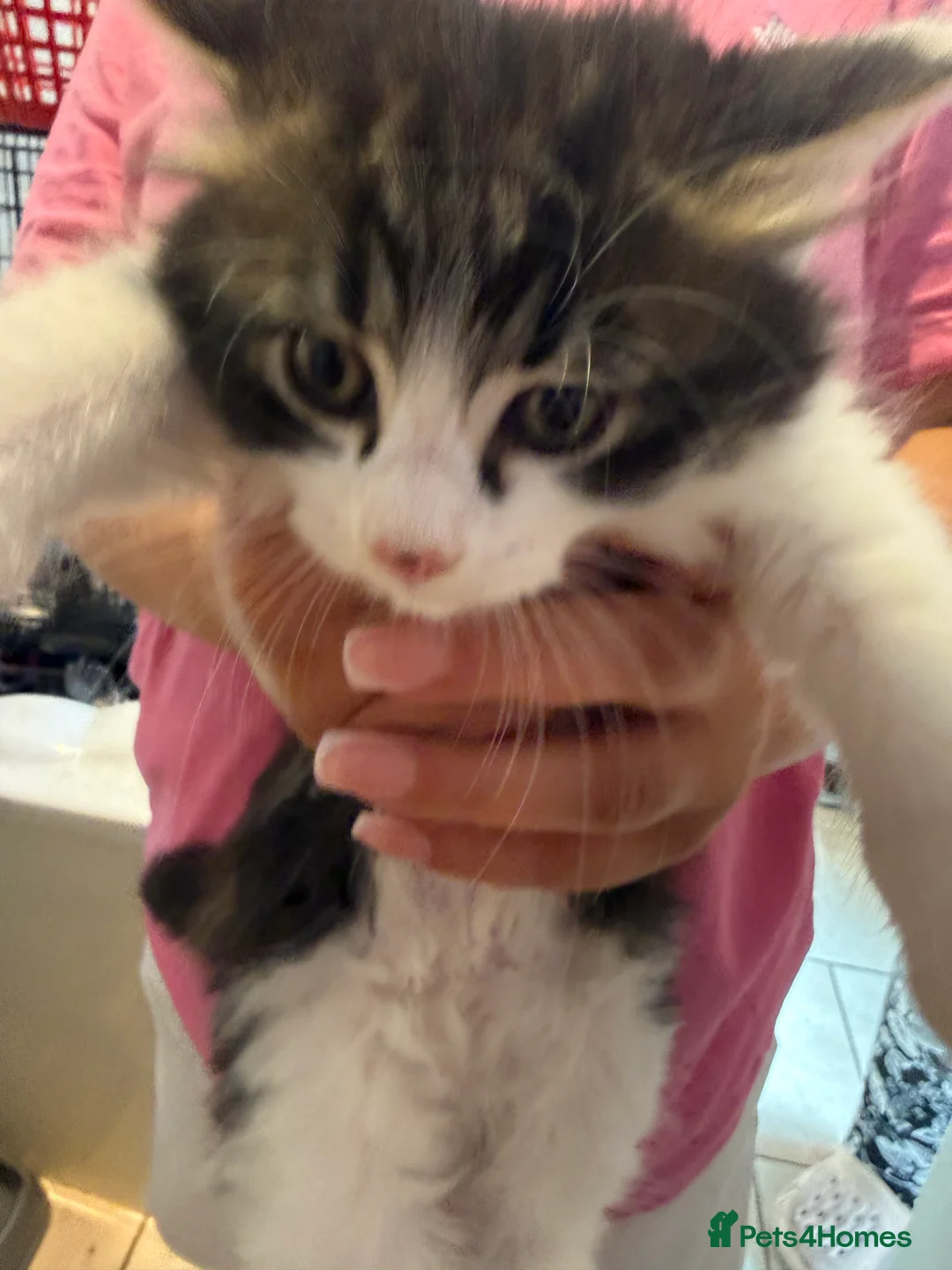 British Longhair cats for sale: 4 kittens british long hair  - Advert 12