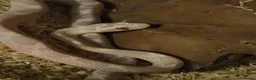 Corn Snake reptiles for sale: CB26 Avalanche Corn Snake (viv optional) in Ringwood - Advert 4