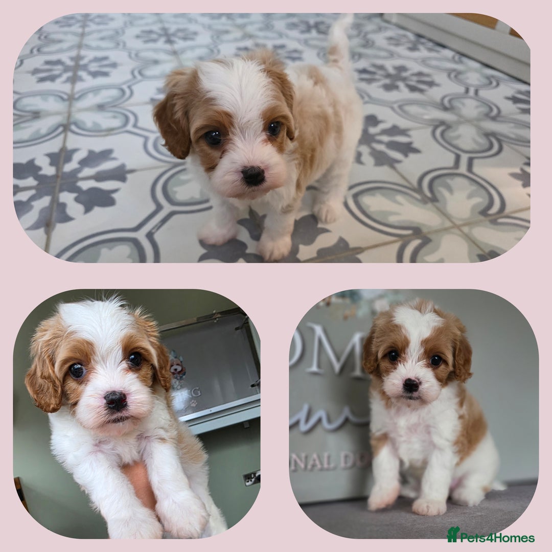 Cavapoo dogs for sale: Blenhiem cavapoo puppies  - Image 6