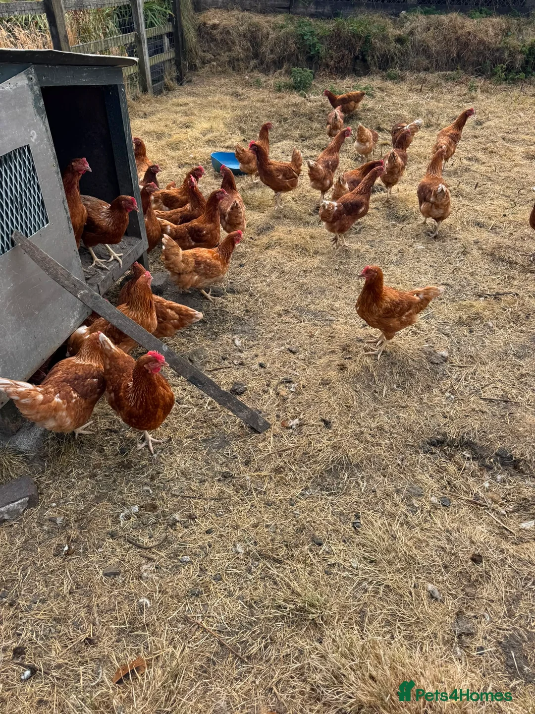 Chickens poultry for sale: ISA bovan browns  in Bargoed - Advert 1