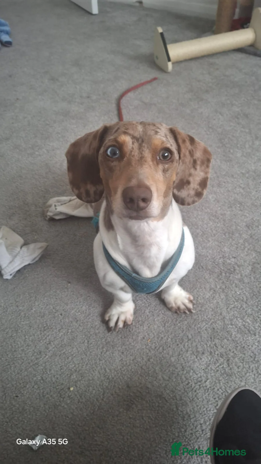 Dachshund dogs for stud: Blue eyed Merle dachshund  - Advert 4