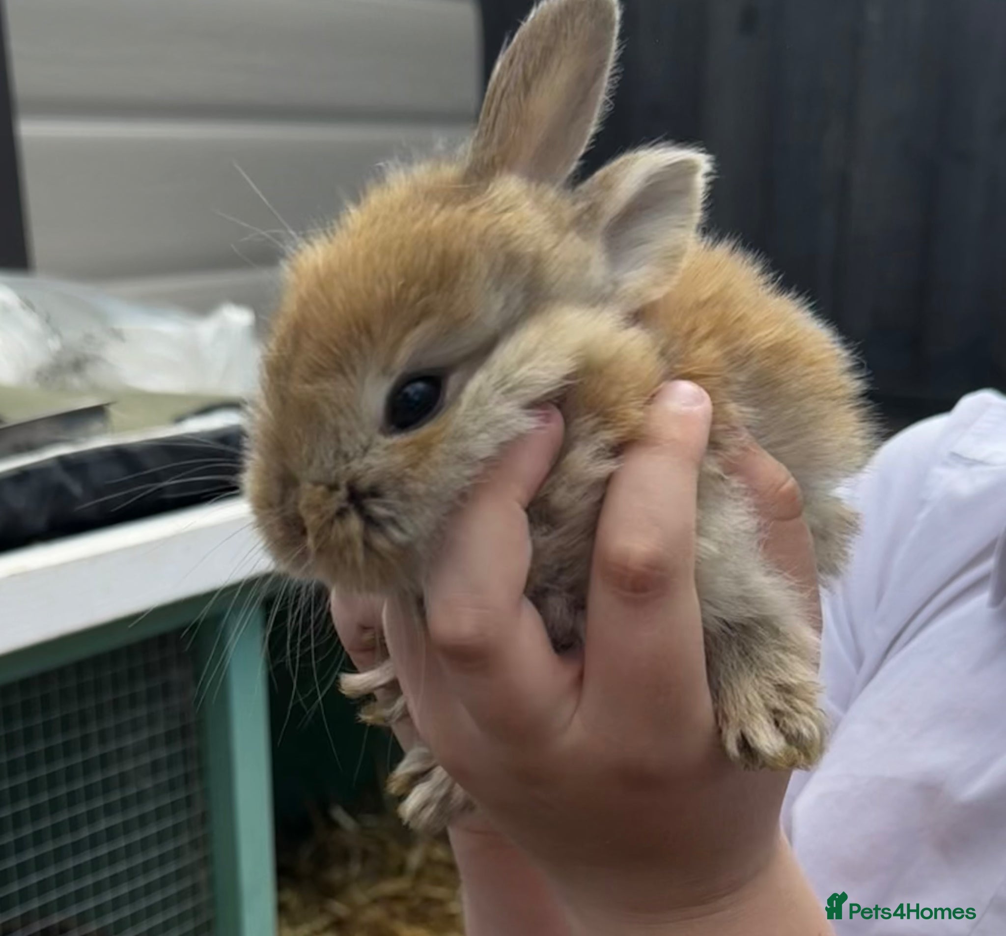 Continental Giant rabbits 5 x Continental X French lop Giants 🐰 Mixed Sexes - Advert 2