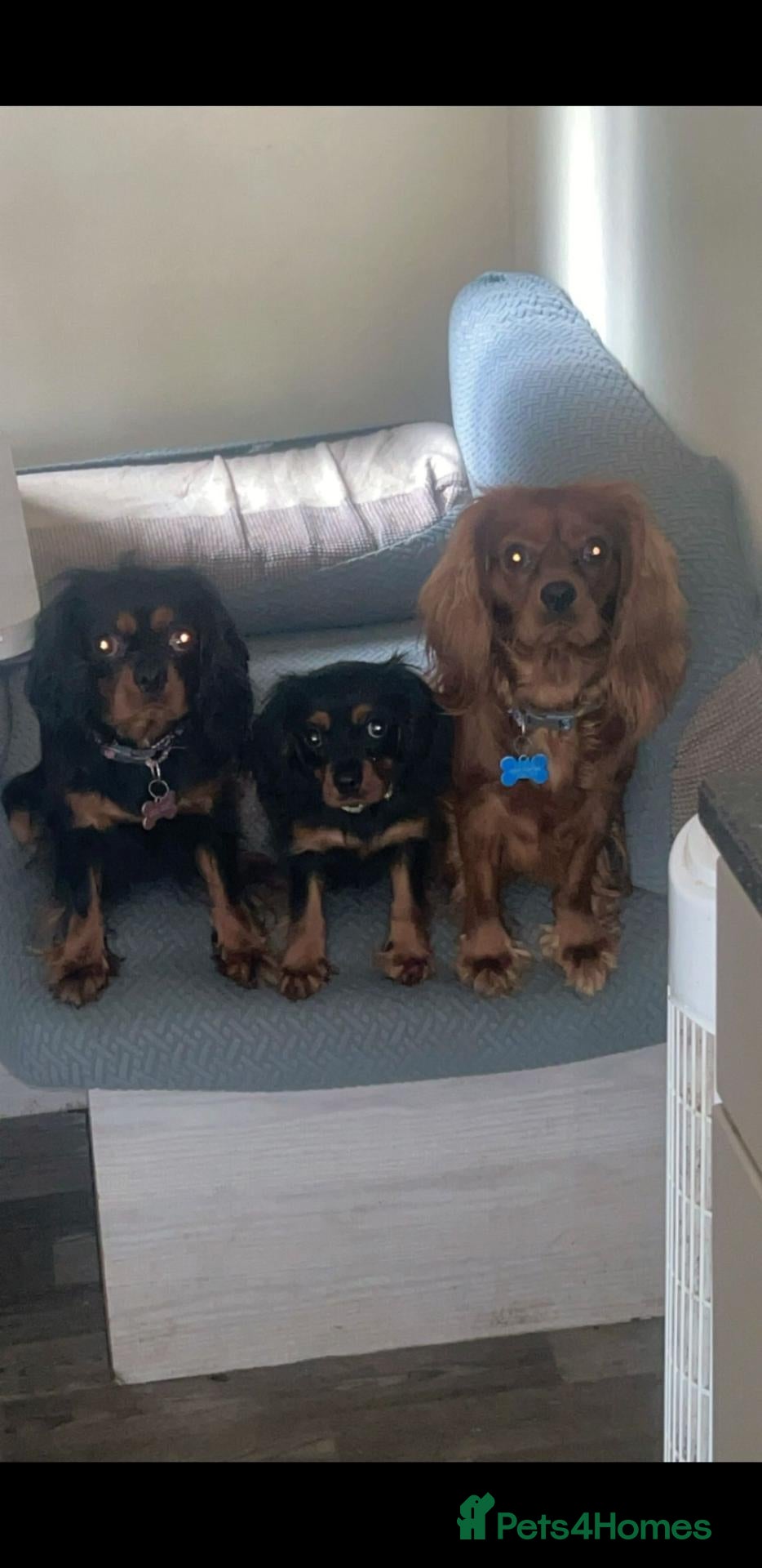 Cavalier King Charles Spaniel dogs King charles cavalier puppy - Advert 13