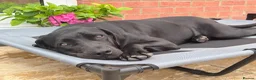 Cane Corso dogs for sale: Loving Cane Corso Boy - Advert 5
