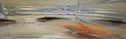 Axolotl reptiles for sale: Axolotl Babies - only 3 left!  - Advert 7