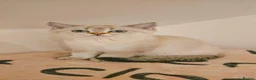 Scottish Fold cats for sale: Gorgeous Scottish Kittens - Advert 2