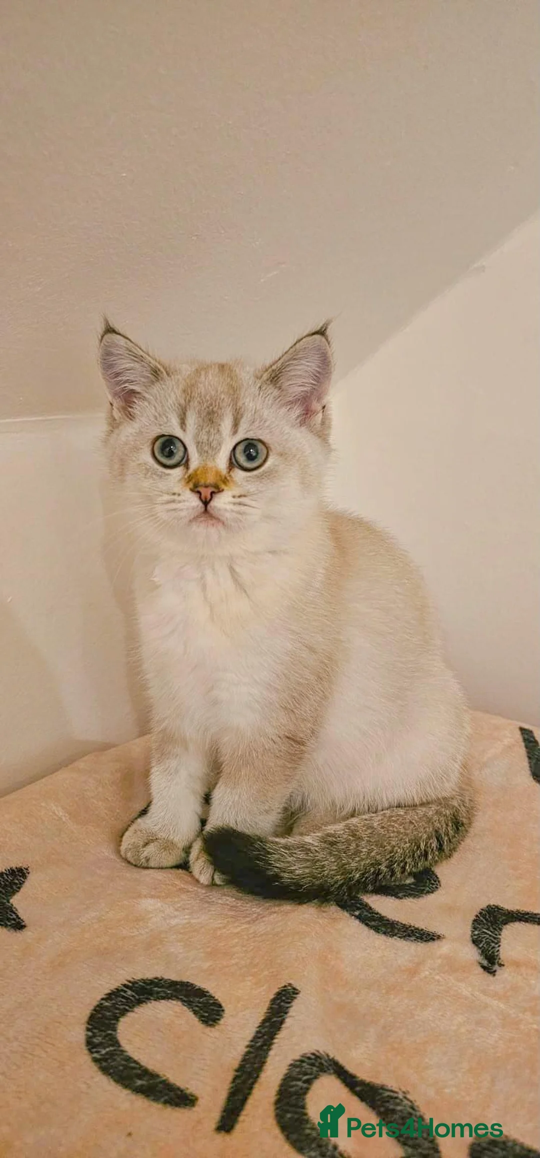 Scottish Fold cats for sale: Gorgeous Scottish Kittens - Advert 2