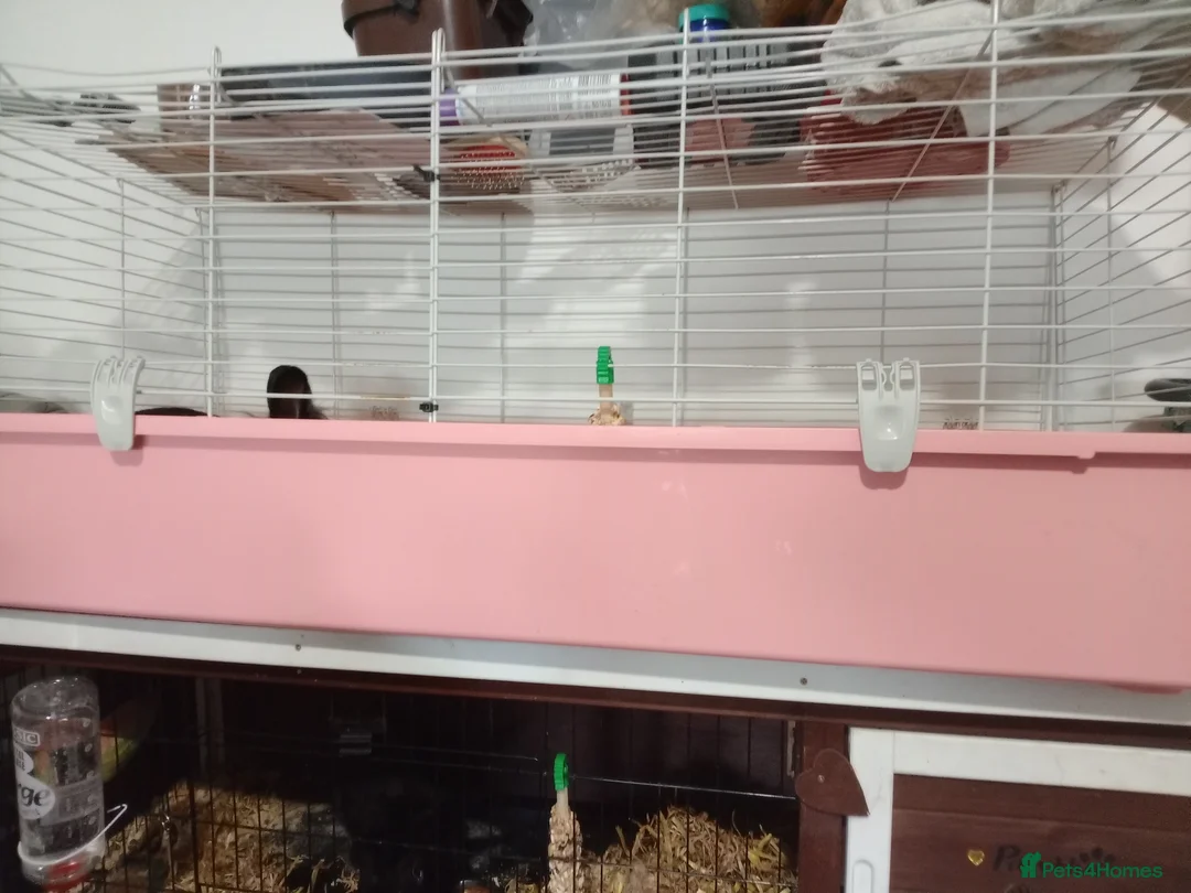 Mini Lion Lop rabbits for sale: Mini Lop Ear Cross Lionhead - URGENT HOME NEEDED - Advert 4
