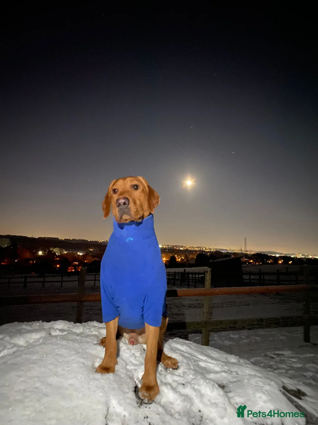 Labrador Retriever dogs for stud: Pedigree Health tested Fox Red Labrador for stud  in Wolverhampton - Advert 18