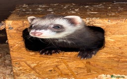 Ferret rodents for sale: Ferret kits  - Image 2