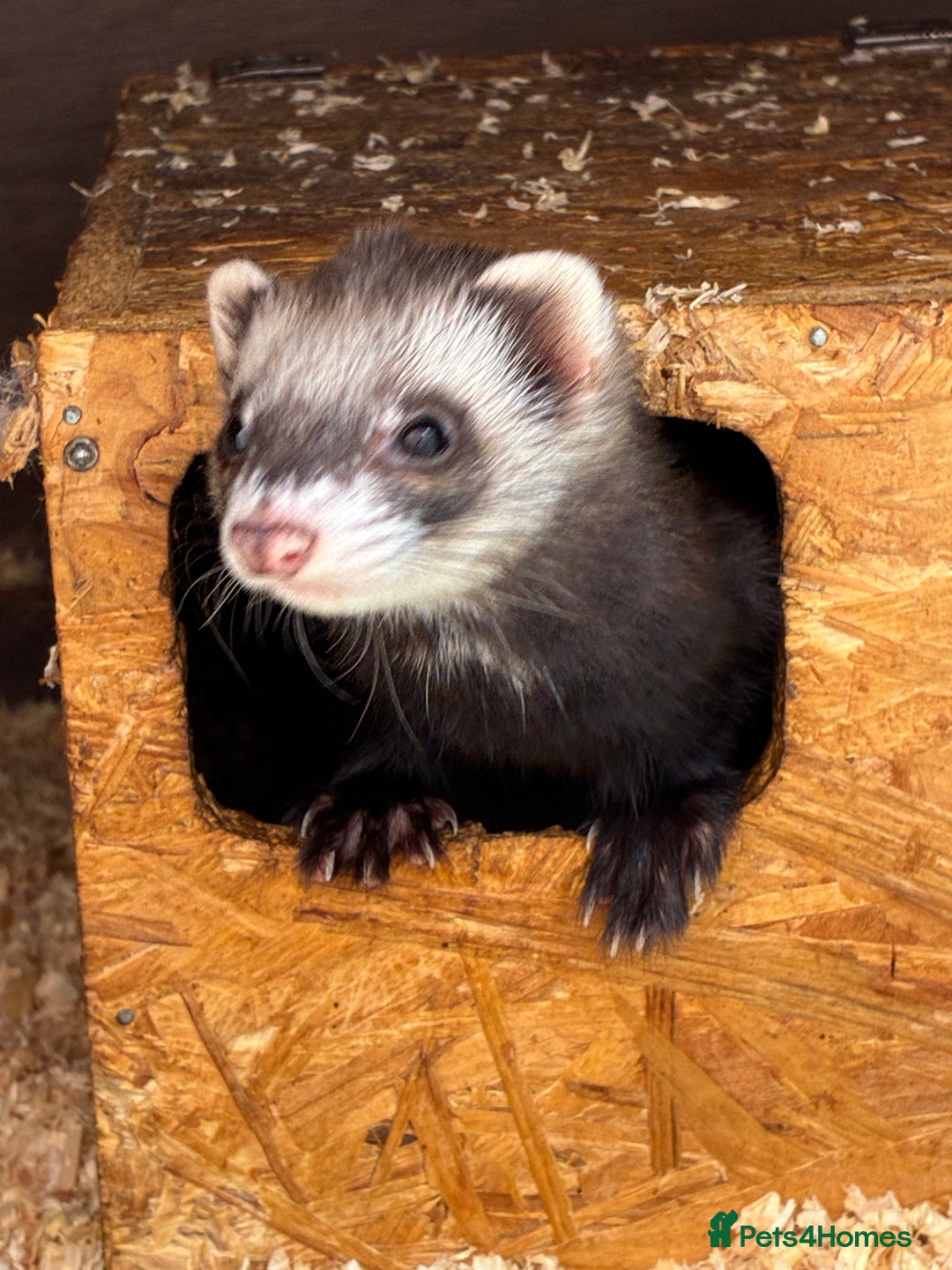 Ferret rodents for sale: Ferret kits  - Image 2