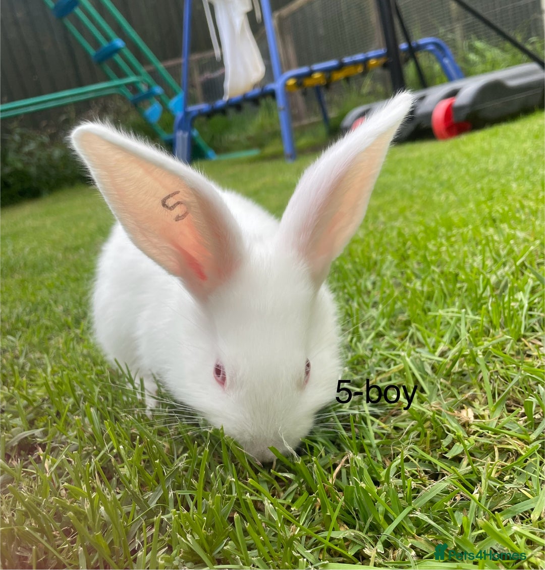 Continental Giant rabbits for sale: 6 continental giant left - Image 3
