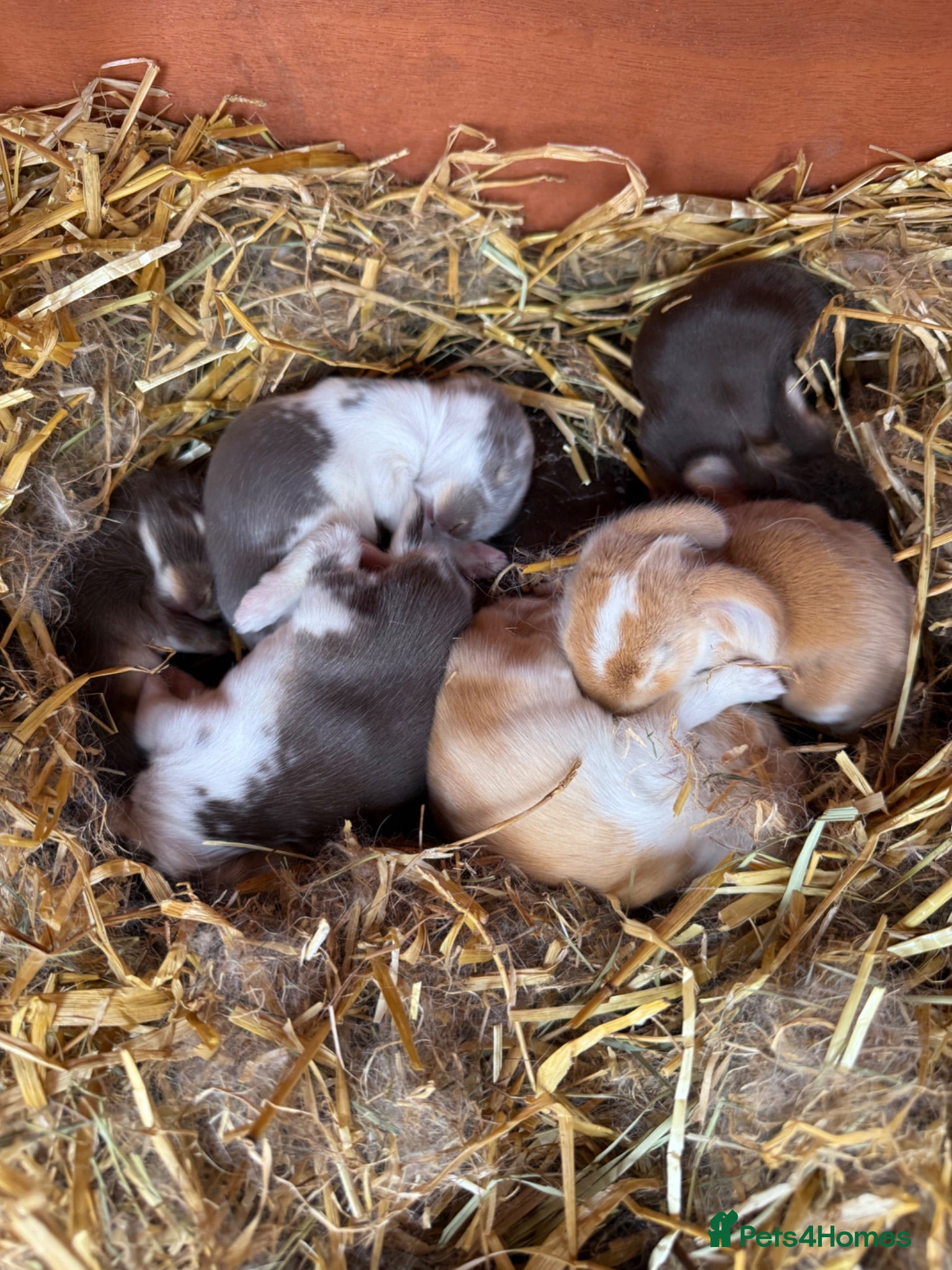 French Lop rabbits Beautiful Pure French Lop Babies ♥️ - Advert 1