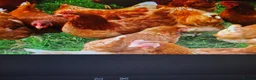 Chickens poultry for sale: Isa Bovan browns - Advert 4