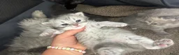 Persian cats for sale: Beautiful Persian babies in Bradford - Advert 9