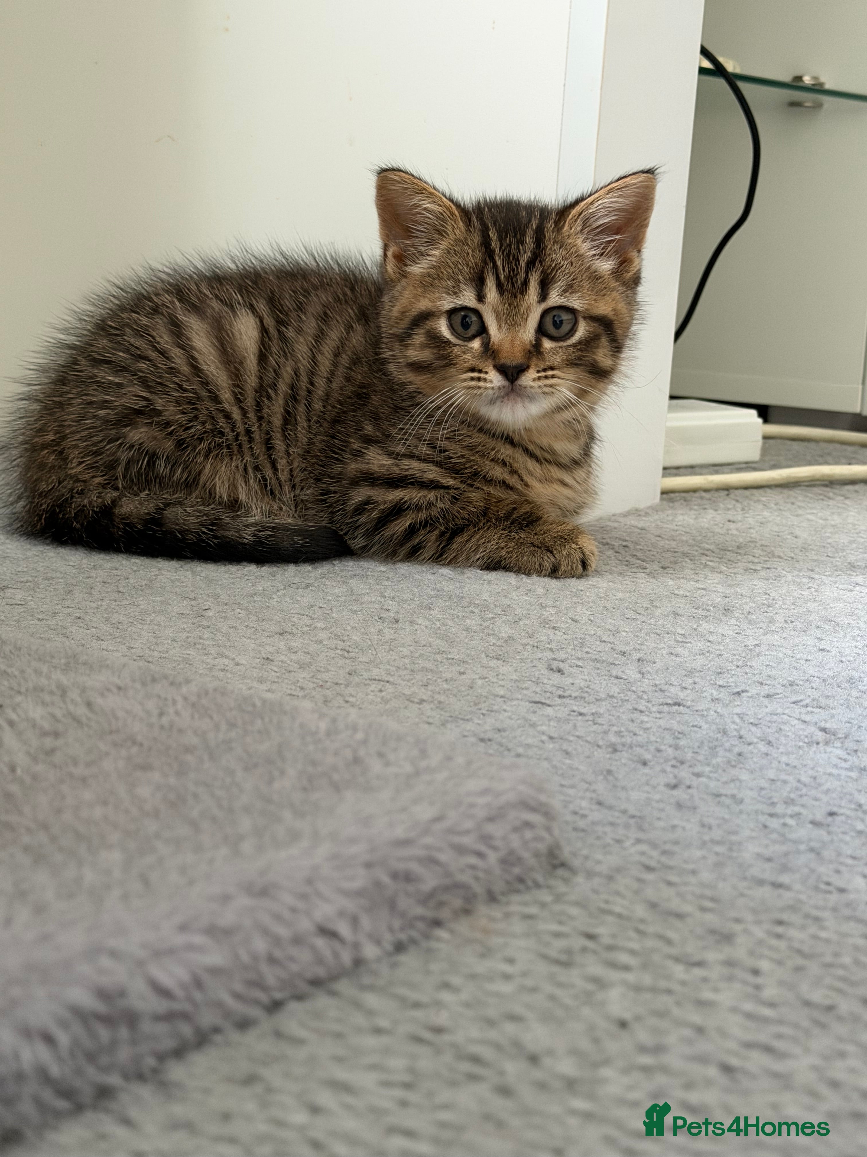Scottish Fold cats British Shorthair for Sale  - Advert 13